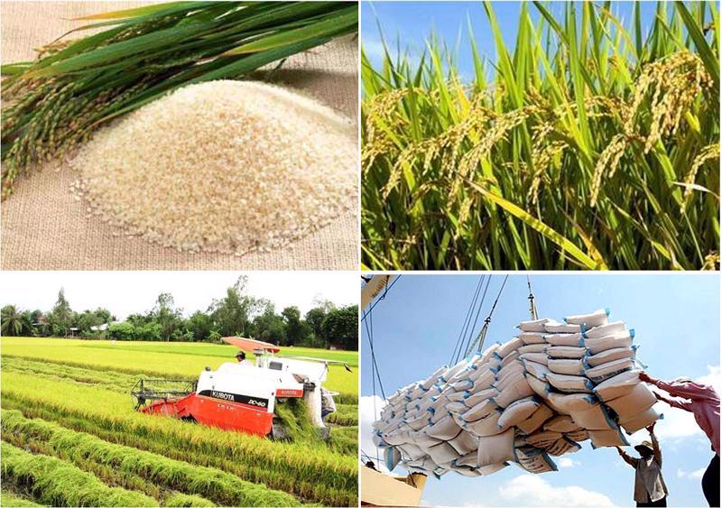 Vietnam's rice exports